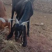 بز پاکستانی چند قلو زا|حیوانات مزرعه|سمنان, |دیوار