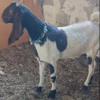 فروش بز پاکستانی