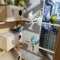 قفس مرغ عشق