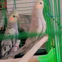 عروس هلندی|پرنده|اهواز, کمپلو شمالی|دیوار