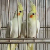 عروس مولد کار داده