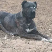 خراسانیگلهایونگهبان|سگ|بوئین زهرا, |دیوار