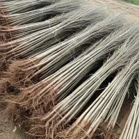 نهال نیگرا ترکیه سریع الرشد|حراج|بناب, |دیوار