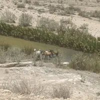 فروش مادیون