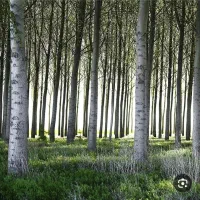 فروش باغ کبوده در چغاخور