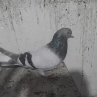 کبوتراصفهانی|پرنده|برخوار, |دیوار