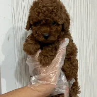 شهر توله سگ های توی پودل فرفری اصیل