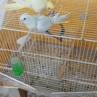 فروش یک جفت عروس هلندی|پرنده|تربت‌حیدریه, آبشار|دیوار