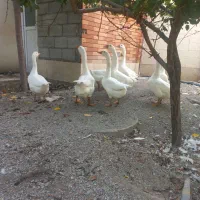 غاز اکراینی