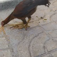 جوجه لاری چهار ماه|حیوانات مزرعه|مشهد, شهید احمدی روشن|دیوار