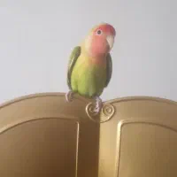 طوطی کوتوله