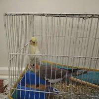 عروس هلندی