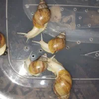 انواع و اقسام حلزون