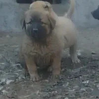 سگ سرابی عراقی پژدر خراسانی آلابای افغان|سگ|کبودرآهنگ, |دیوار