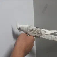 عروس هلندی|پرنده|آشخانه, |دیوار