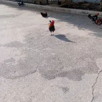 خروس محلی پا مشکی|حیوانات مزرعه|یزد, |دیوار