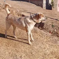 سگ سرابی|سگ|حسین آباد, |دیوار