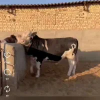 گوساله دوعدد وزن حدود ۸۰۰|حیوانات مزرعه|آران و بیدگل, |دیوار