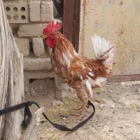 خروس|حیوانات مزرعه|دهلران, |دیوار