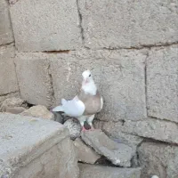 کبوتر طوقی
