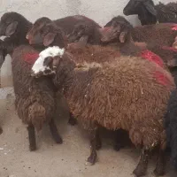 ۱۴ راس بره ماده