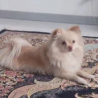 سگ پامر|سگ|محمدشهر, ولدآباد|دیوار