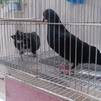 جوجه کله