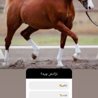 اسب عرب یکسر|اسب و تجهیزات اسب‌سواری|شهریار, اسکمان|دیوار