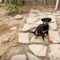 توله روتوایلر 4 ماهه آموزش دیده