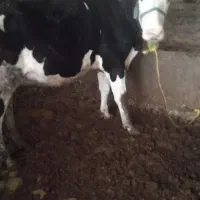 خرید فروش گاو