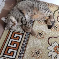 واگذاری گربه