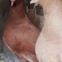 زردکرمونی کاکلی سرخ کرمانی