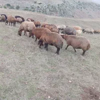 ۵۰عدد گوسفند بره دار. یلنی آبستن