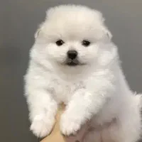 توله سگ پاپی پامر پامرانین عروسکی جیبی