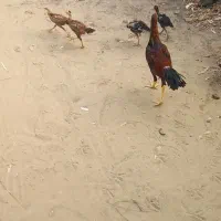 ۵ تا جوجه لاری اصل