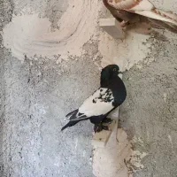سینه سیاه|پرنده|مرودشت, شهرک مهدیه|دیوار