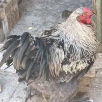 مرغ و خروس برهما