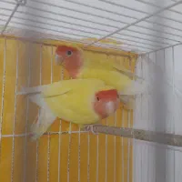 کوتوله|پرنده|مشهد, فرخد|دیوار