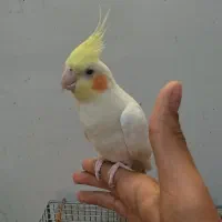 جفت عروس هلندی و جفت طوطی برزیلی|پرنده|قرچک, زیبا شهر|دیوار