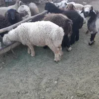 بره چاق|حیوانات مزرعه|زرقان, |دیوار