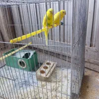 مرغ عشق|پرنده|تبریز, |دیوار