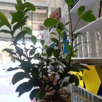 فروشنده محصل  یا بازنشسته