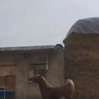 اسب نریان|اسب و تجهیزات اسب‌سواری|ارومیه, |دیوار