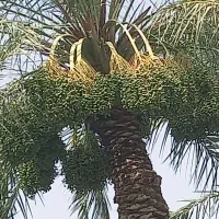 کلیه ی کارهای مربوط به نخل|خدمات باغبانی و درختکاری|اهواز, اهواز|دیوار