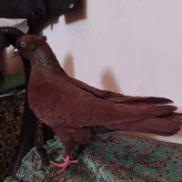 کفتر یا کبوتر