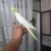 عروس هلندی لوتینو نر ۵ماهه|پرنده|وحیدیه, |دیوار