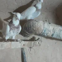 کبوتر فروشی|پرنده|لالجین, |دیوار