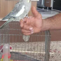 عروس هلندی ماده|پرنده|شبستر, |دیوار