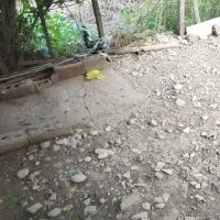 سه تا خروس گلین لری بالغ|حیوانات مزرعه|رضوانشهر, |دیوار