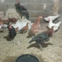 مرغو خروس|حیوانات مزرعه|تربت جام, مسکن ملی|دیوار